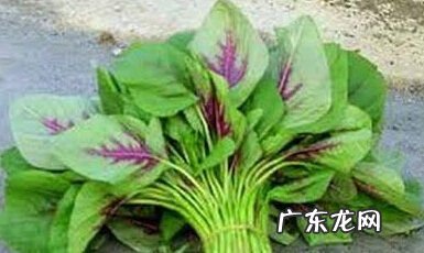 觅菜怎么吃怎么操作,苋菜怎么吃