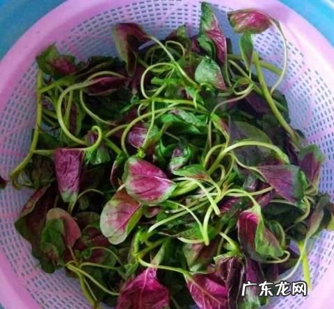 觅菜怎么吃怎么操作,苋菜怎么吃