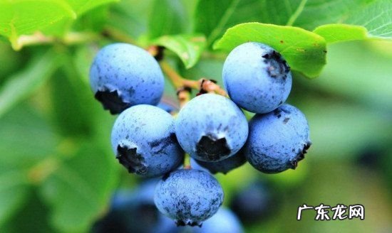 兰梅有什功效与作用,蓝莓的十大功效与作用
