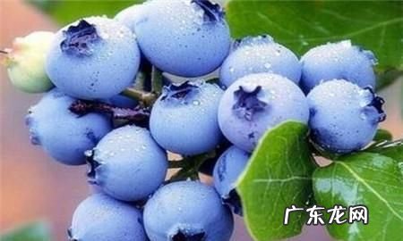 兰梅有什功效与作用,蓝莓的十大功效与作用