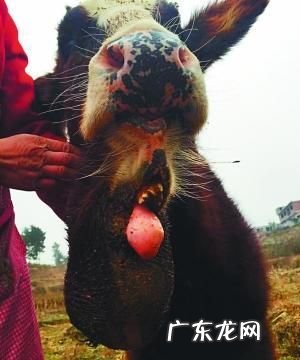 牛嘴里烂了怎么回事,家里的牛不停的流口水嘴边有点烂这是怎么回事