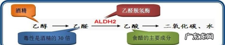吃什么可以分解乙醛,如何消除乙醛对人体的毒害