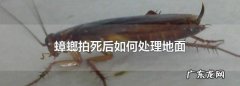 蟑螂死后怎么处理,发现蟑螂怎么办如何处理