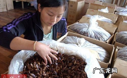 蟑螂窝怎么找,蟑螂窝一般在哪个地方