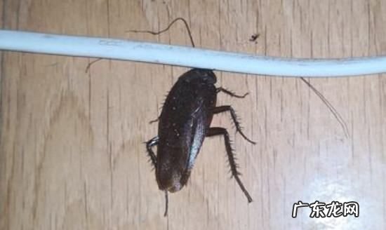 蟑螂窝怎么找,蟑螂窝一般在哪个地方