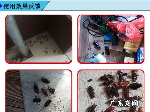 蟑螂窝怎么找,蟑螂窝一般在哪个地方