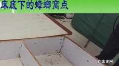 床底下有蟑螂怎么办,床底有蟑螂怎么办 家庭灭蟑螂的方法