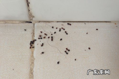 卫生间里有蚂蚁怎么处理,卫生间里有很多蚂蚁怎么办