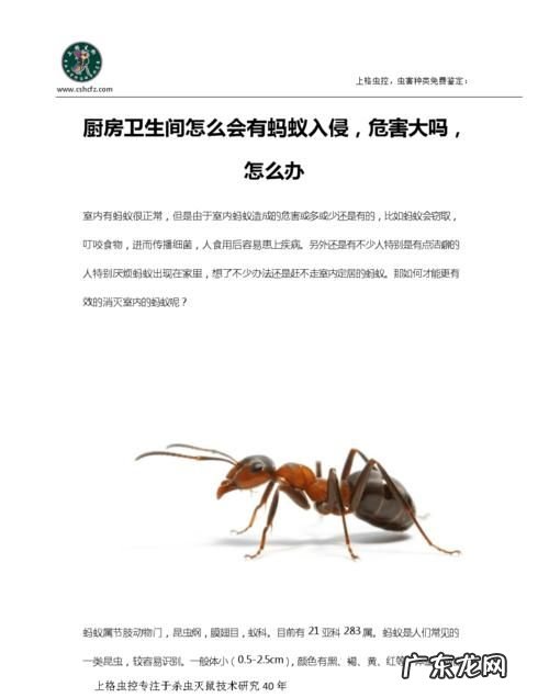 卫生间里有蚂蚁怎么处理,卫生间里有很多蚂蚁怎么办