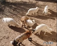 榆林野生动物园在哪里,榆林野生动物园开放时间几点关门