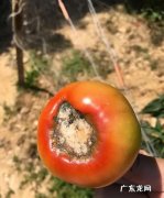 番茄底部发黑是什么原因,番茄植株杆变黑是什么原因