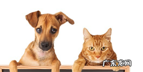 流浪猫怎么驱虫,猫咪正确体外驱虫方法