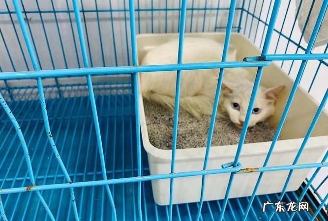 流浪猫怎么驱虫,猫咪正确体外驱虫方法