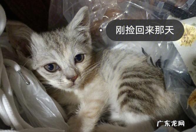 流浪猫怎么驱虫,猫咪正确体外驱虫方法