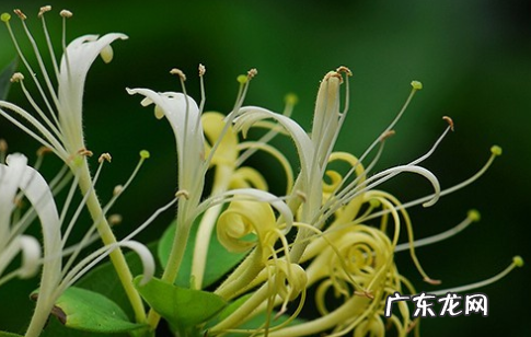 金银花和玫瑰花泡水喝的功效,玫瑰花和金银花泡水喝的功效与作用