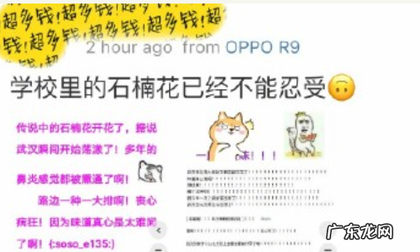 武汉石楠花什么意思,让武汉人花式吐槽的石楠花是什么为什么还被广泛种植