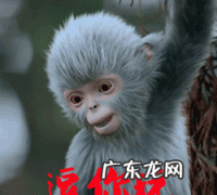 陕西话灰猴是什么意思,灰个泡山西话什么意思