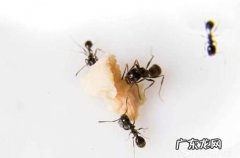 怎样能避免床上有蚂蚁,家里发现一个大蟑螂还会有