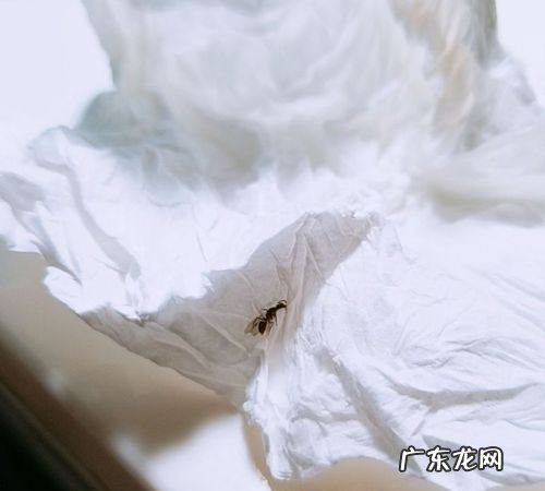 怎样能避免床上有蚂蚁,家里发现一个大蟑螂还会有