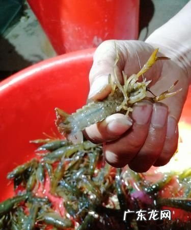 小龙虾的危害,吃龙虾尾的危害