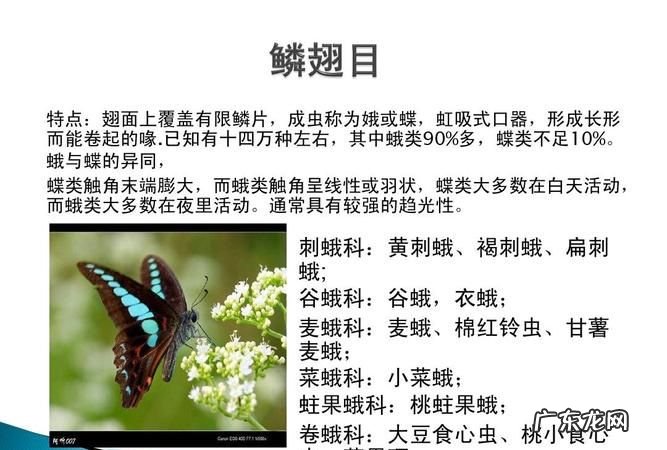 昆虫有哪些特点,昆虫有什么特点