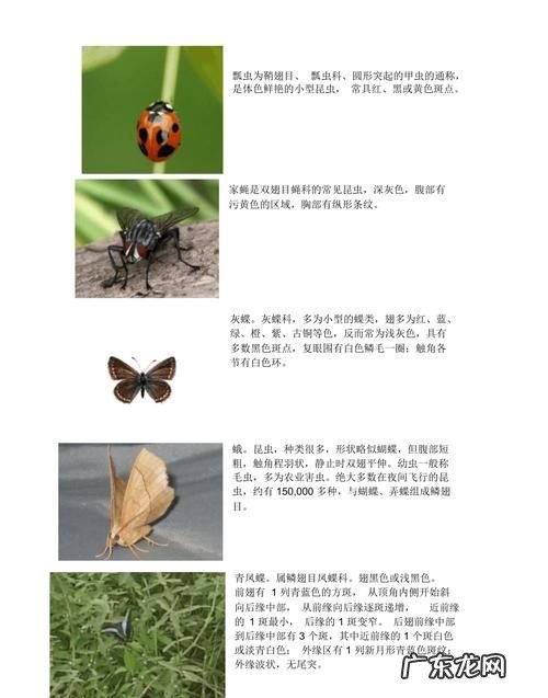 昆虫有哪些特点,昆虫有什么特点