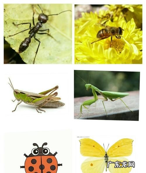 昆虫有哪些特点,昆虫有什么特点