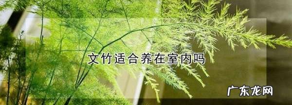 文竹养在家里好,文竹能不能放在家里养殖