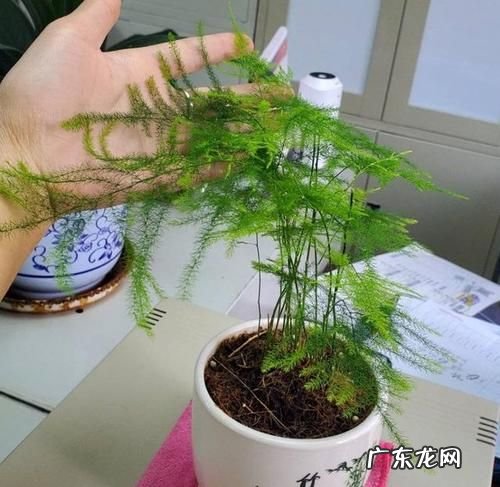 文竹养在家里好,文竹能不能放在家里养殖