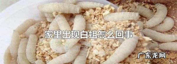 家里有蛆虫怎么回事,家里为什么出现蛆虫