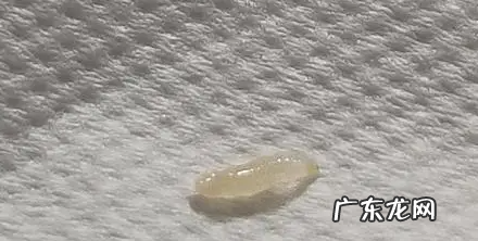 家里有蛆虫怎么回事,家里为什么出现蛆虫