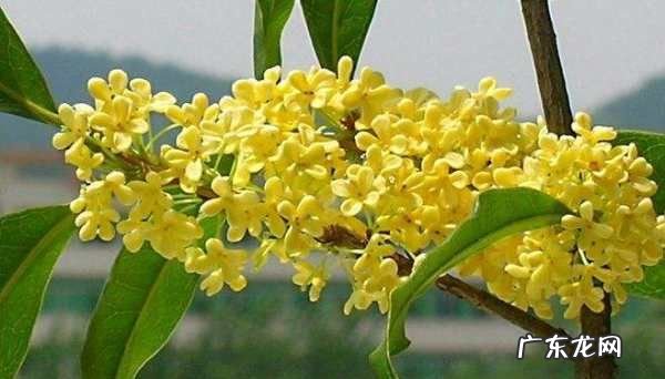 桂花不能和什么一起泡,桂花泡水喝有什么作用与功效禁忌