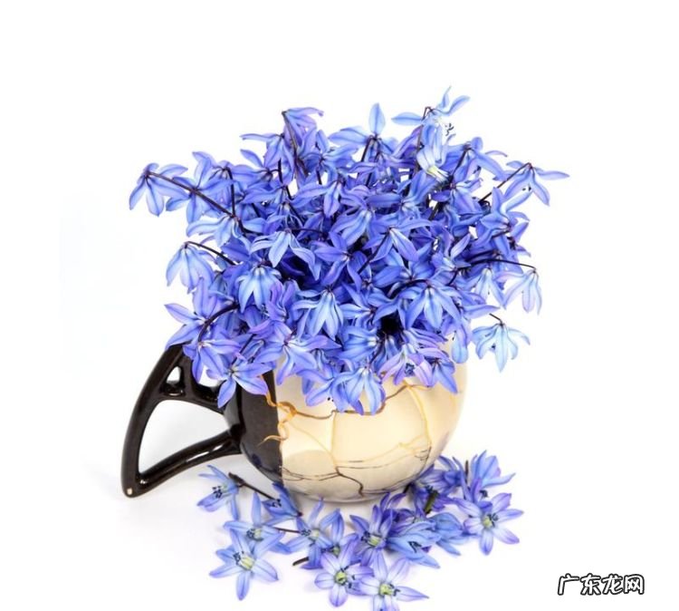 蓝色花瓶配什么颜色花,蓝色青花瓷花瓶适合插什么花好