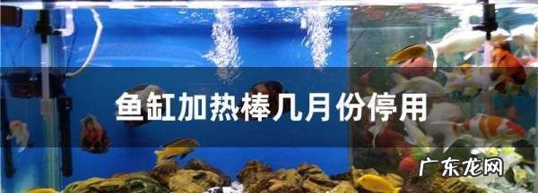 加热棒一般用到几月份,热带鱼几月份开始用加热棒