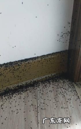 家里很多蚂蚁怎么解决,家里好多蚂蚁怎么消灭