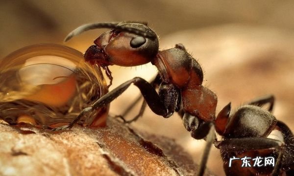 家里很多蚂蚁怎么解决,家里好多蚂蚁怎么消灭