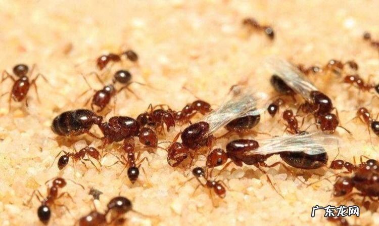家里很多蚂蚁怎么解决,家里好多蚂蚁怎么消灭