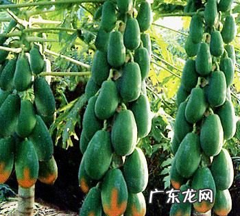 木瓜籽能种植,木瓜的种子可以种植