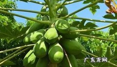 木瓜籽能种植,木瓜的种子可以种植