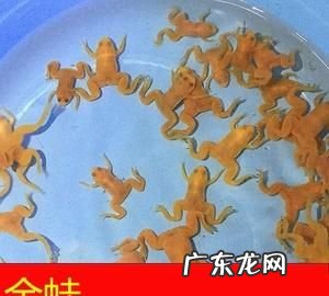 金蛙怎么养最好,小金蛙如何饲养