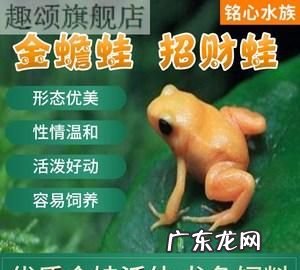 金蛙怎么养最好,小金蛙如何饲养