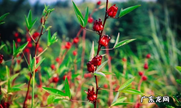 洛神花干能用开水泡,洛神花茶的功效与作用及禁忌