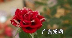 月季花的养殖方法和注意事项,月季花的养殖方法和注意事项浇水