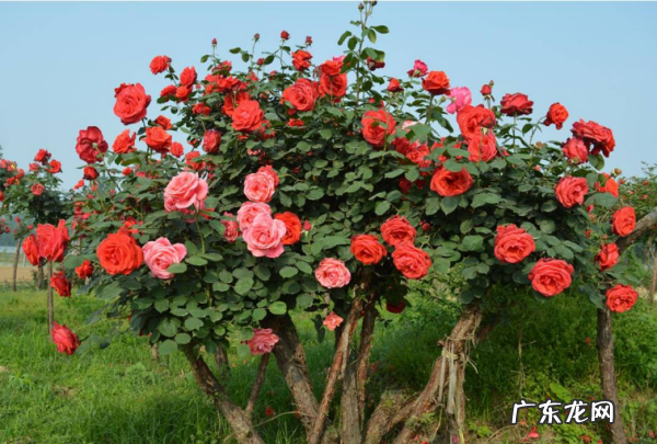 月季花的养殖方法和注意事项,月季花的养殖方法和注意事项浇水