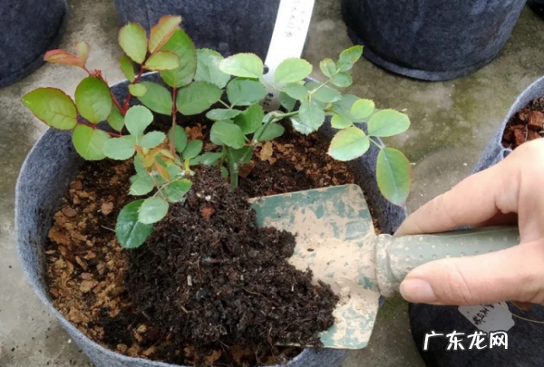月季花的养殖方法和注意事项,月季花的养殖方法和注意事项浇水