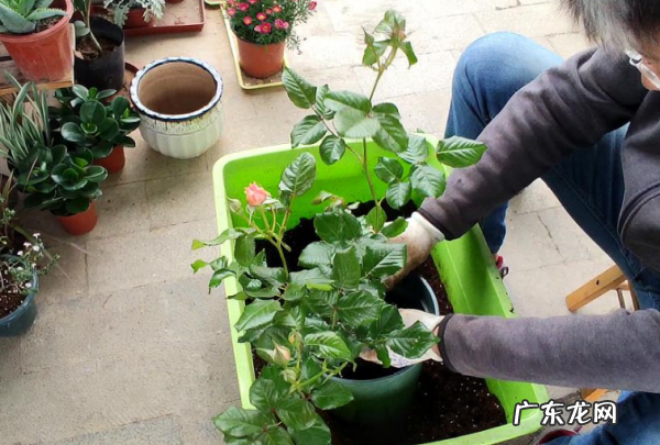 月季花的养殖方法和注意事项,月季花的养殖方法和注意事项浇水