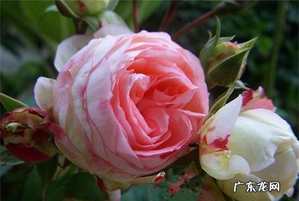 月季花的养殖方法和注意事项,月季花的养殖方法和注意事项浇水