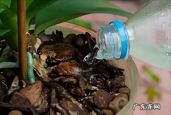 月季花的养殖方法和注意事项,月季花的养殖方法和注意事项浇水