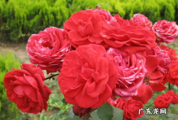 月季花的养殖方法和注意事项,月季花的养殖方法和注意事项浇水