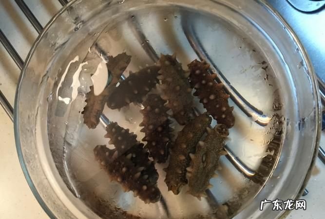 海参怎么发 海参发法简述,如何正确泡发干海参